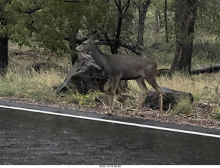 Zion National Park - mule deer