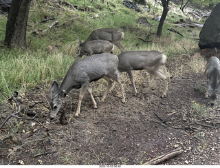 Zion National Park - mule deer