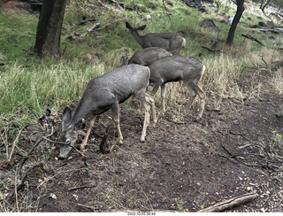 Zion National Park - mule deer crossing the road