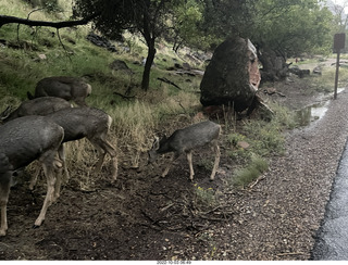 Zion National Park - mule deer