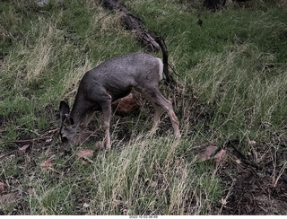 Zion National Park - mule deer