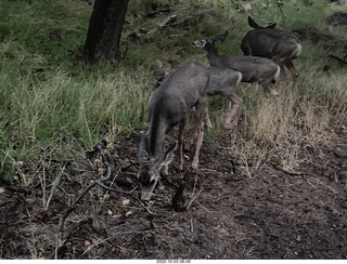 Zion National Park - mule deer