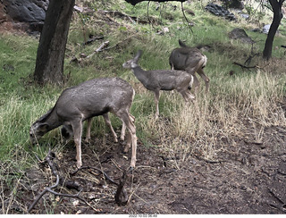 Zion National Park - mule deer