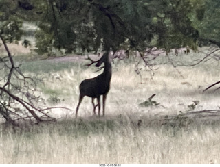 Zion National Park - mule deer