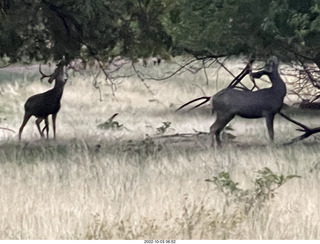 Zion National Park - mule deer