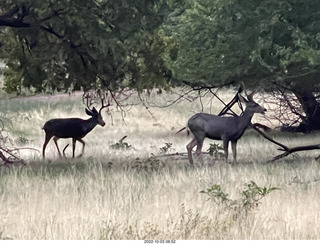 Zion National Park - mule deer