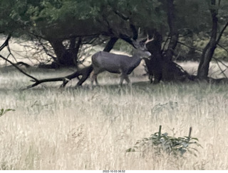 Zion National Park - mule deer