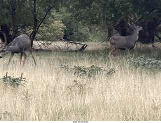 Zion National Park - mule deer