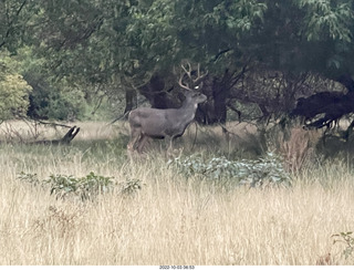 Zion National Park - mule deer