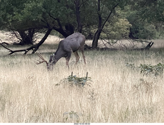 Zion National Park - mule deer