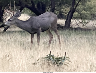 Zion National Park - mule deer with antlers