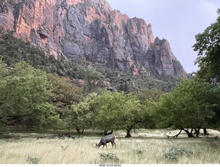 Zion National Park - mule deer