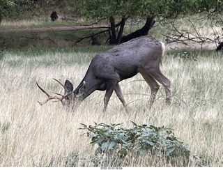 Zion National Park - mule deer