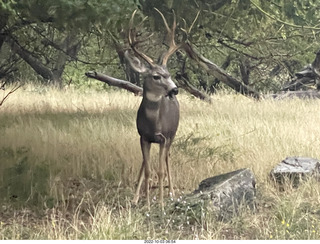 Zion National Park - mule deer with antlers