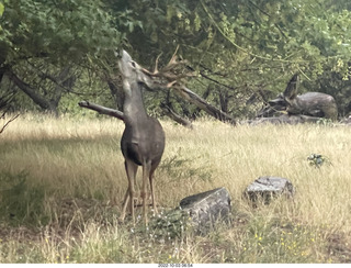 Zion National Park - mule deer with antlers