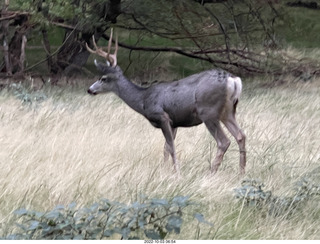 Zion National Park - mule deer