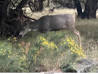 Zion National Park - mule deer with antlers