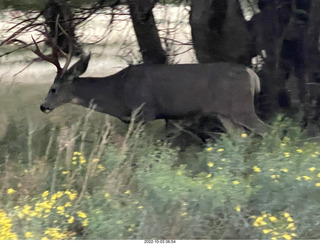 Zion National Park - mule deer with antlers