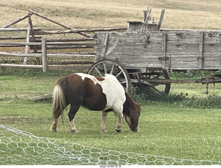 restaurant stop on road to Mt. Carmel - small horse