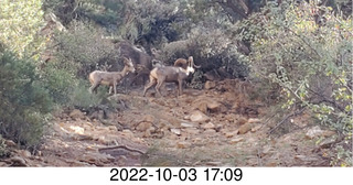 Jim's picture of big-horn sheep