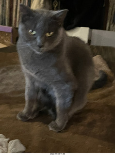 my cat Jane