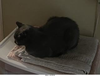 my cat Devin