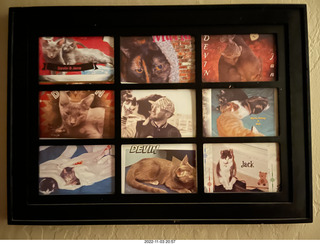 my three-by-three cat-pictures frame