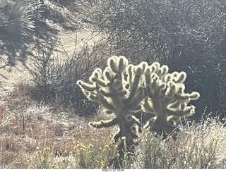 Granite Mountain hike - 'glowing' cholla