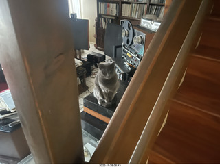 my cat Jane on my Linn turntable