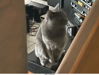 my cat Jane on my turntable