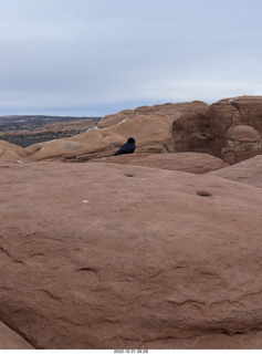 141 a1n. Arches National Park - Delicate Arch area + raven