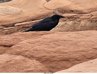 Arches National Park - Delicate Arch area + raven