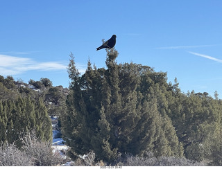126 a1n. Utah - Canyonlands - raven