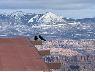 254 a1n. Utah - Dead Horse Point State Park - ravens