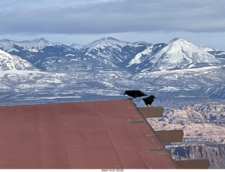 255 a1n. Utah - Dead Horse Point State Park - ravens