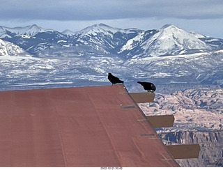 256 a1n. Utah - Dead Horse Point State Park - ravens