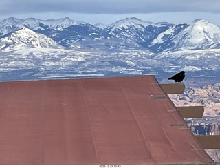 257 a1n. Utah - Dead Horse Point State Park - ravens