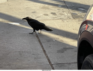 a raven in the parking lot at the hotel