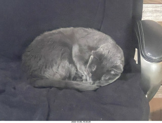 my cats Devin and Jane