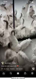 Instagram - lots of white cats