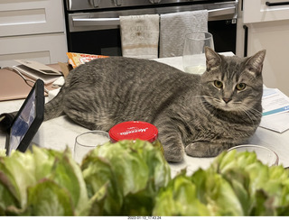 cat Potato
