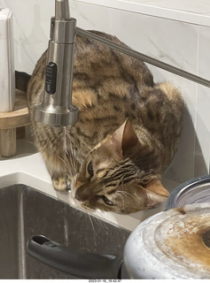cat Pickle