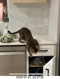 cat Potato in a cabinet with cat Pickle