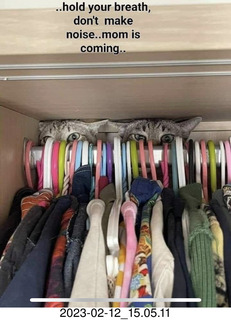 Facebook - stealth closet cats