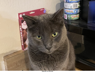 my cat Devin