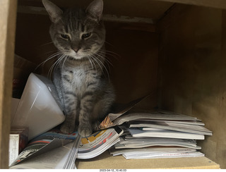 cat Potato hiding in my cabinet