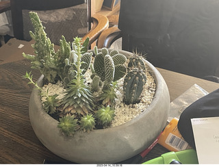 my plants at home - cactus