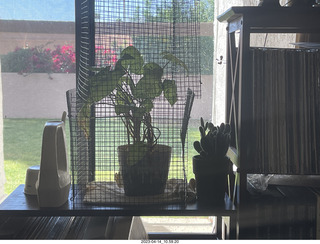 my plants at home - Brian's plant