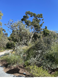 33 a1s. Astro Trails - Perth tour - Australian Botanical Garden