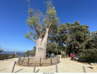 44 a1s. Astro Trails - Perth tour - Australian Botanical Garden - baobab tree